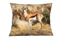 Antilope