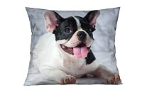 Bulldog