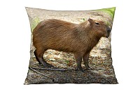 Capybara