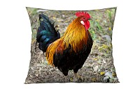 Gallo