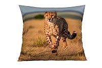 Gepard