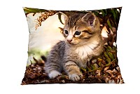 Kitten