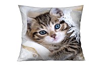 Kitty