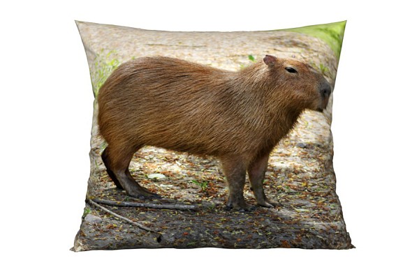 Capybara