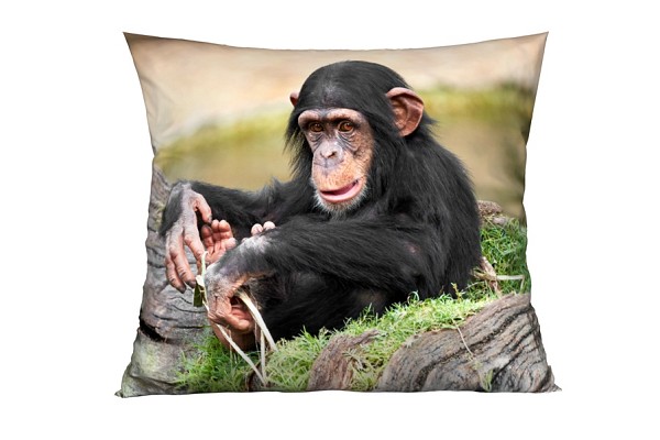 Chimpanzee