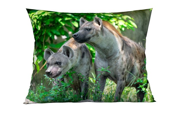 Hyena