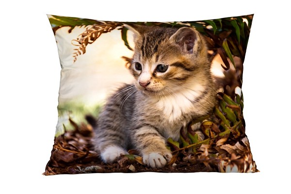 Kitten