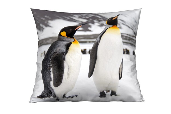Pinguino